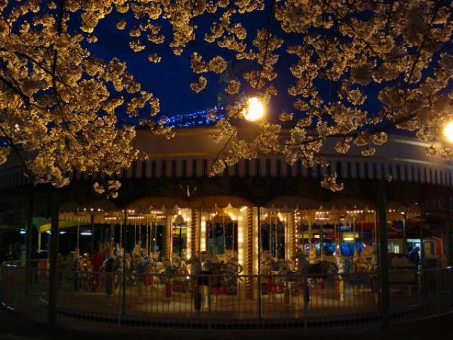 夜桜みナイト에 대한 이미지 검색결과