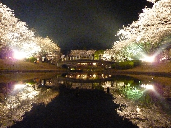桜並木ライトアップ(はままつフラワーパーク)에 대한 이미지 검색결과