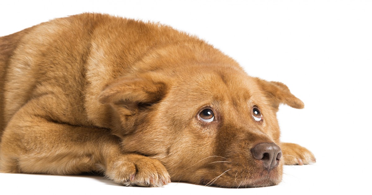 Resultado de imagem para cachorro