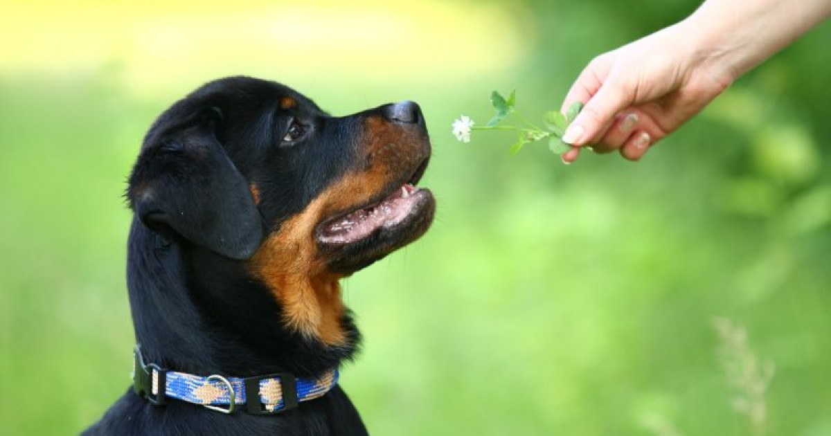 Resultado de imagem para cachorro comendo