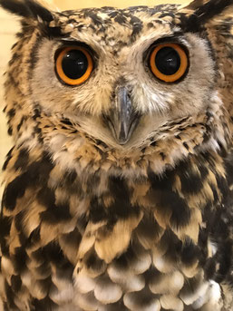 ãµãããì ëí ì´ë¯¸ì§ ê²ìê²°ê³¼