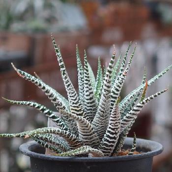 ããªã«ãã¢å±ãåäºã®å·»ì ëí ì´ë¯¸ì§ ê²ìê²°ê³¼