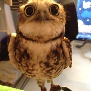 æå³¶ããã¯ã­ã¦ã®ã¿ãì ëí ì´ë¯¸ì§ ê²ìê²°ê³¼