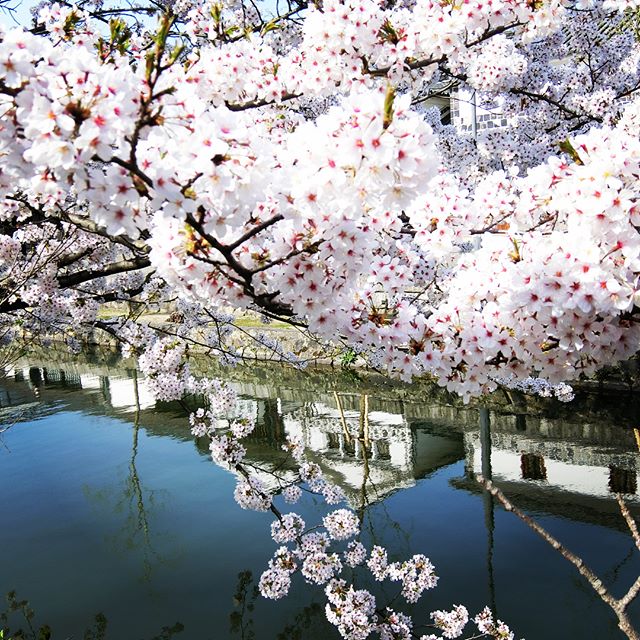 åæ·ç¾è¦³å°åºãæ£ç­ì ëí ì´ë¯¸ì§ ê²ìê²°ê³¼