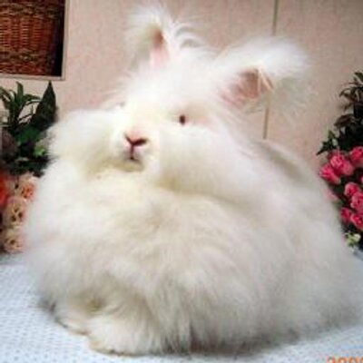 ã¢ã³ã´ã©ì ëí ì´ë¯¸ì§ ê²ìê²°ê³¼