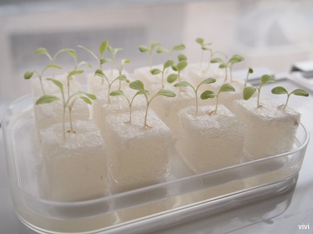 æ°´èæ ½å¹ãã¹ãã³ã¸ì ëí ì´ë¯¸ì§ ê²ìê²°ê³¼