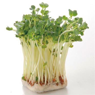 ã«ã¤ã¯ã¬å¤§æ ¹ì ëí ì´ë¯¸ì§ ê²ìê²°ê³¼