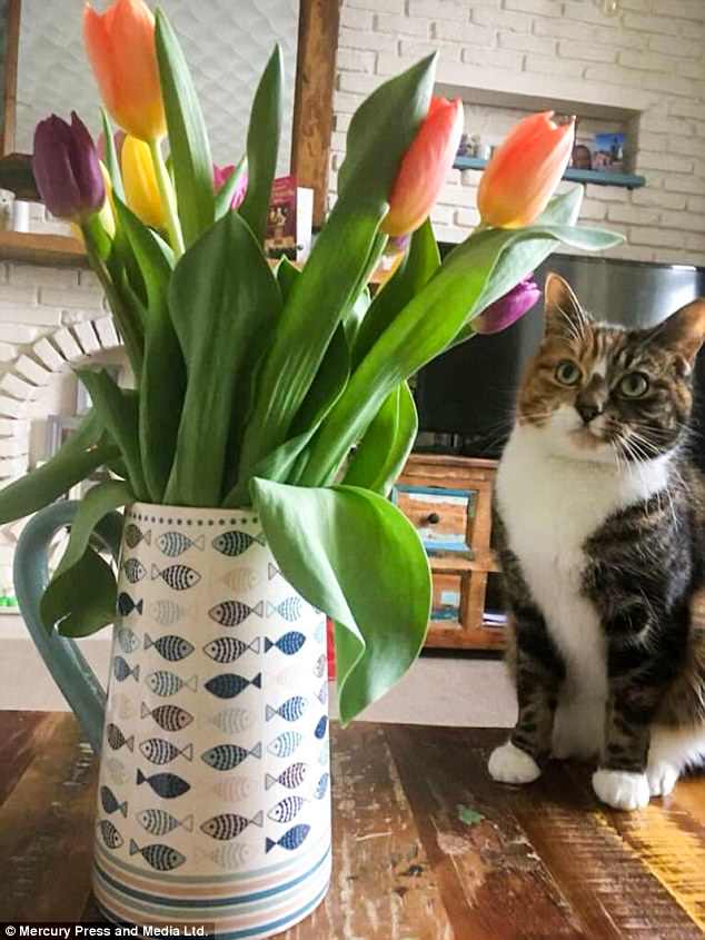 Cat lover Juliet Chidlow, from Gorleston in Norfolklover posed her pet up next to a bunch of tulips for a perfect picture - only for the flowers to kill it less than 24 hours later. Unaware the tulips are poisonous to cats, they were left out on the table top