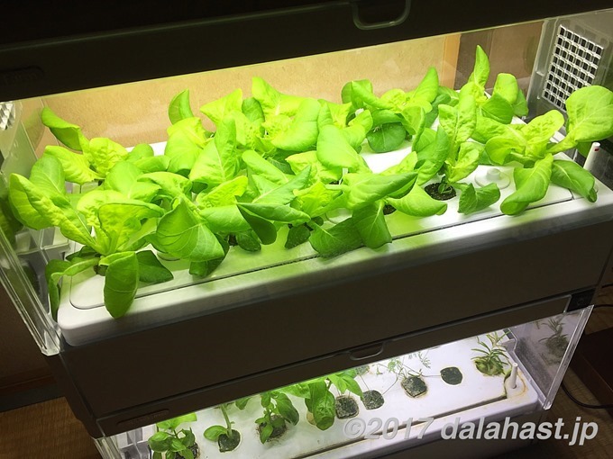 æ°´èæ ½å¹ã­ãããã100åì ëí ì´ë¯¸ì§ ê²ìê²°ê³¼