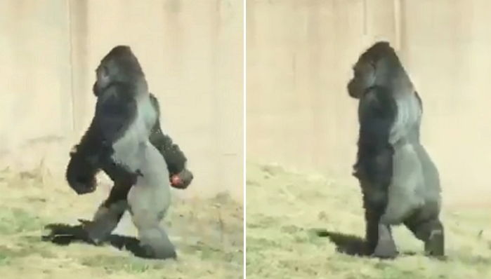 고릴라 루이스에 대한 이미지 검색결과