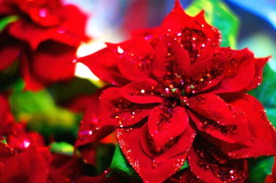 è±è¨èããã¤ã³ã»ãã¢ì ëí ì´ë¯¸ì§ ê²ìê²°ê³¼