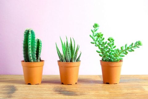 å¤èæ¤ç©ì ëí ì´ë¯¸ì§ ê²ìê²°ê³¼