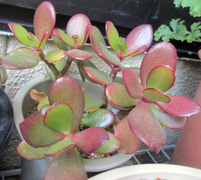 ã¯ã©ãã¹ã©å±ãã«ãããã«ãì ëí ì´ë¯¸ì§ ê²ìê²°ê³¼