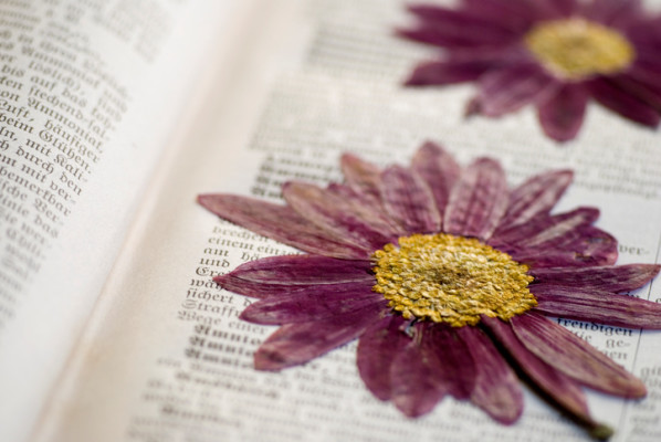 æ¼ãè±ãì ëí ì´ë¯¸ì§ ê²ìê²°ê³¼