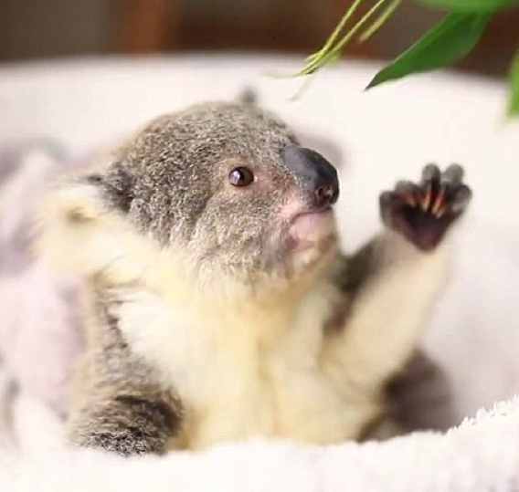 baby koalaì ëí ì´ë¯¸ì§ ê²ìê²°ê³¼