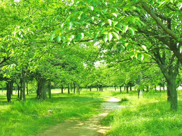 èªç¶ì ëí ì´ë¯¸ì§ ê²ìê²°ê³¼