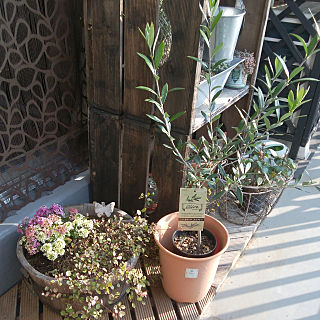 ããã¥ã©ã«ã¬ã¼ããã³ã°ããªãªã¼ãã®æ¨ì ëí ì´ë¯¸ì§ ê²ìê²°ê³¼