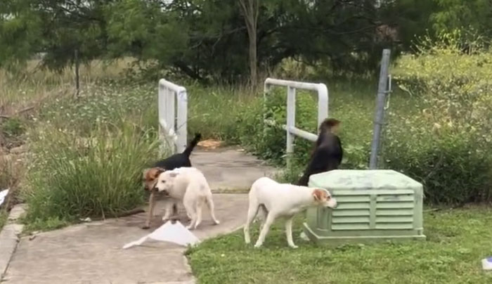 confronted-woman-abandoned-dogs-texas-41