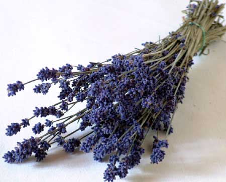 ãã©ã¤ãã©ã¯ã¼ãã©ãã³ãã¼ì ëí ì´ë¯¸ì§ ê²ìê²°ê³¼