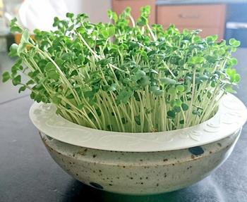 100ååä¸ã®ã·ã³ã¯ã®ã´ãã­ã£ããã£ã¼æµåã¿ã¤ããä½¿ã£ã¦è²ã¦ããã­ãã³ãªã¼ã®ã¹ãã©ã¦ãã ãã¡ããæ°´ãå¥ãããç¿ã«ãã½ã£ã¨ã»ãããã¾ãã