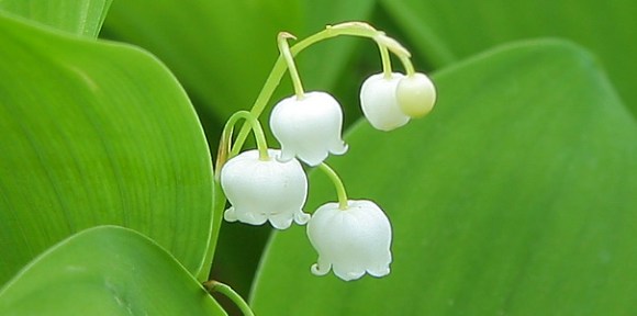 è±è¨èãã¹ãºã©ã³ì ëí ì´ë¯¸ì§ ê²ìê²°ê³¼