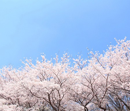 æ¥ì ëí ì´ë¯¸ì§ ê²ìê²°ê³¼