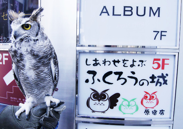 ãããããããã¶ãµãããã®åãï¼åå®¿ï¼ì ëí ì´ë¯¸ì§ ê²ìê²°ê³¼