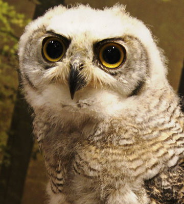 ãããããããã¶ãµãããã®åãï¼åå®¿ï¼ì ëí ì´ë¯¸ì§ ê²ìê²°ê³¼