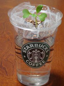 æ°´èæ ½å¹ãã¹ã¿ããå®¹å¨ì ëí ì´ë¯¸ì§ ê²ìê²°ê³¼