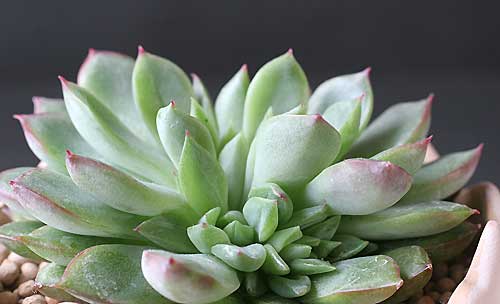 ã¨ã±ããªã¢å±ã女éï¼ãã³ãªï¼ì ëí ì´ë¯¸ì§ ê²ìê²°ê³¼