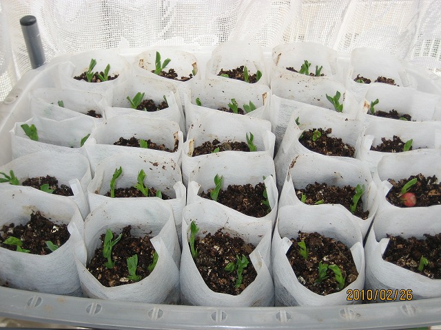 æ°´èæ ½å¹ããè¶ããã¯ì ëí ì´ë¯¸ì§ ê²ìê²°ê³¼