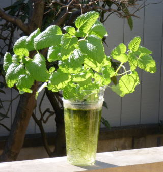 æ°´èæ ½å¹ããã¼ãì ëí ì´ë¯¸ì§ ê²ìê²°ê³¼