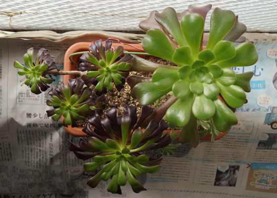 ã¢ã¨ãªãã¦ã å±ãã«ã·ãã¢ãã¤ãªã¬ããì ëí ì´ë¯¸ì§ ê²ìê²°ê³¼