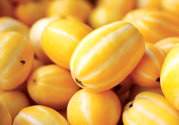 참외에 대한 이미지 검색결과