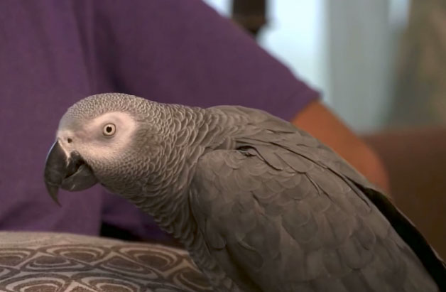 Il M'aime Mais Retourne Avec Son Ex Un perroquet gris d'Afrique a été témoin du meurtre d'un homme abattu à