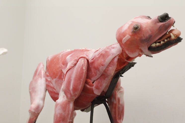 Corpo canino sintético facilita compreensão do sistema anatômico do animal