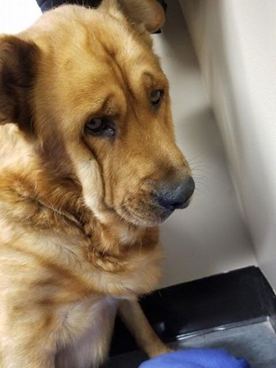 cão-snubs-todos-depois-proprietário-dies-1