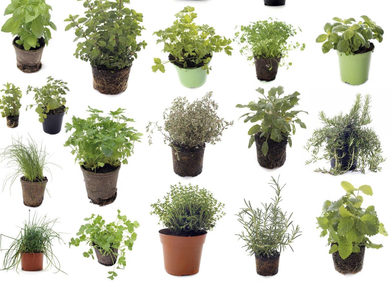 Resultado de imagem para ervas medicinais