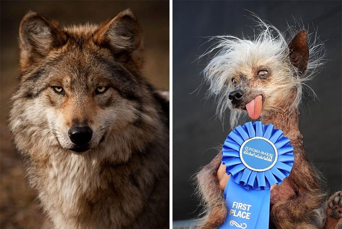 funny-progress-photos-8