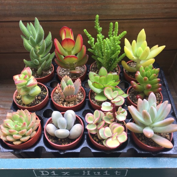 å¤èæ¤ç©ì ëí ì´ë¯¸ì§ ê²ìê²°ê³¼