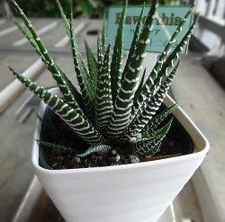 ããªã«ãã¢å±ãåäºã®å·»ì ëí ì´ë¯¸ì§ ê²ìê²°ê³¼