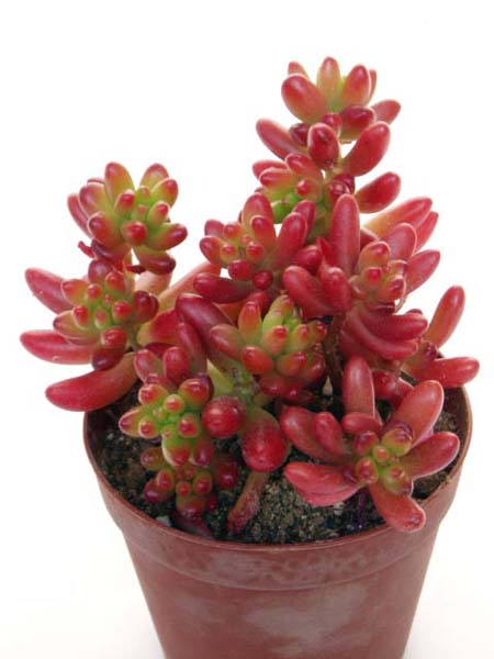 ã»ãã å±ãè¹ã®çì ëí ì´ë¯¸ì§ ê²ìê²°ê³¼