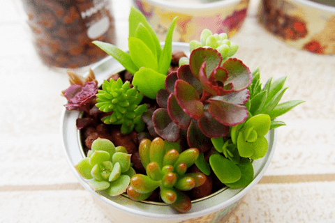 å¤èæ¤ç©ãæ¤ãæ¿ãì ëí ì´ë¯¸ì§ ê²ìê²°ê³¼