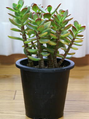 ã¯ã©ãã¹ã©å±ãã«ãããã«ã­ì ëí ì´ë¯¸ì§ ê²ìê²°ê³¼