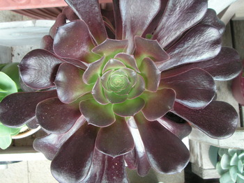 ã¢ã¨ãªãã¦ã å±ãã«ã·ãã¢ãã¤ãªã¬ããì ëí ì´ë¯¸ì§ ê²ìê²°ê³¼