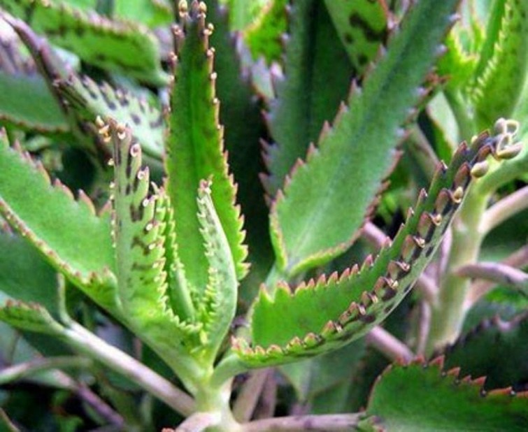 Kalanchoe, la planta con múltiples beneficios que previene