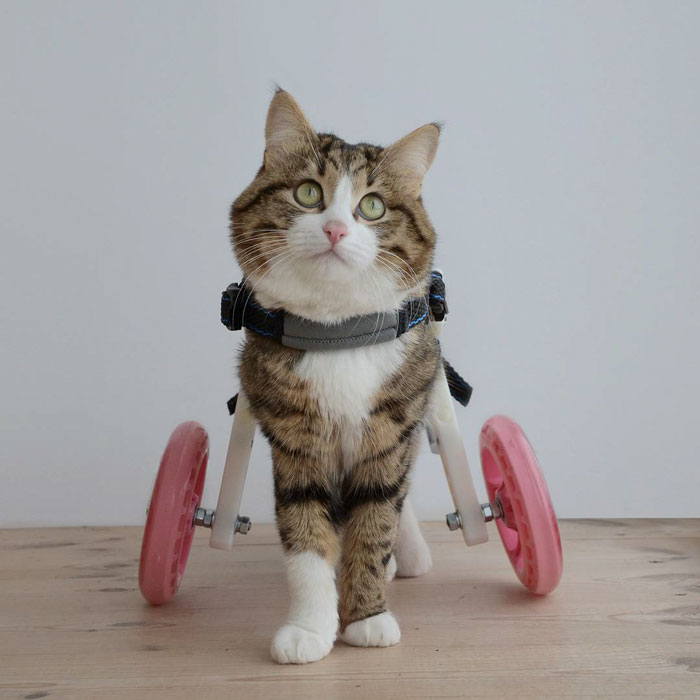 Ce Chat Handicape Aux Expressions Trop Mignonnes A Plus D Abonnes Que Vous Vonjour