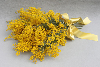 ãã¢ã¶ì ëí ì´ë¯¸ì§ ê²ìê²°ê³¼