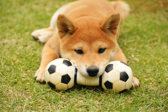 ç¬ì ëí ì´ë¯¸ì§ ê²ìê²°ê³¼