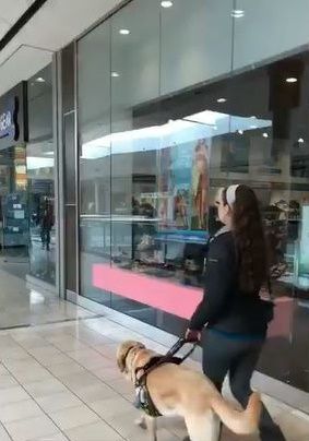 시각장애 주인을 펫샵으로 이끈 안내견
